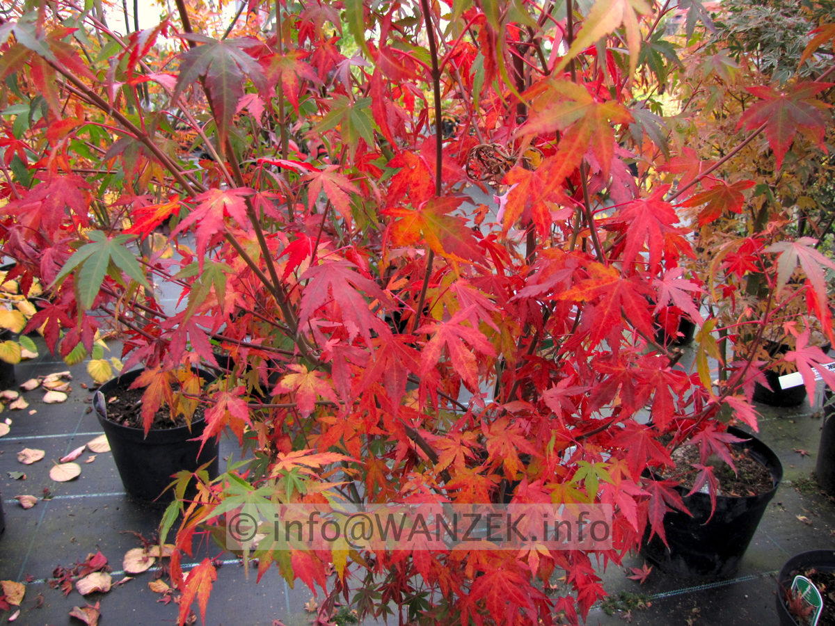 Acer palmatum Katsura - Herbst 02.JPG